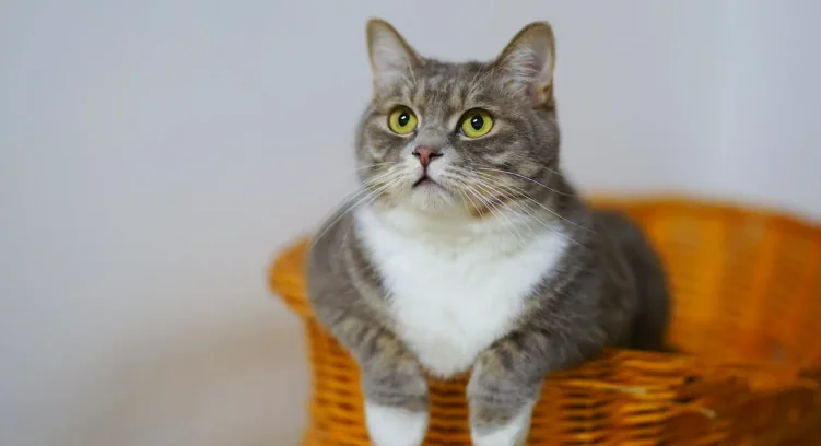 Obesità felina in aumento